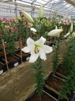 [4511 PO99 Forever No01.JPG]